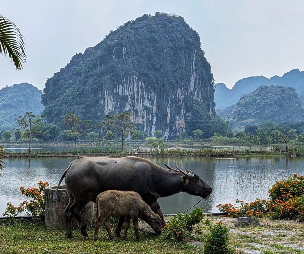 campos de arroz en ninh binh vietnam